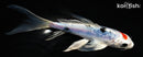 6" DOITSU TANCHO SANKE BUTTERFLY