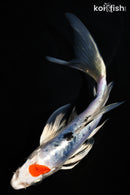 6" DOITSU TANCHO SANKE BUTTERFLY