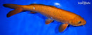 13" CHAGOI