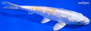 7" GINRIN LEMON HARIWAKE