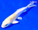 5.75" DOITSU HARIWAKE