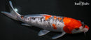 9.25" KUCHIBENI GOSHIKI