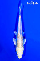 5.75" DOITSU HARIWAKE