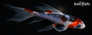 5.75" GOSHIKI BUTTERFLY
