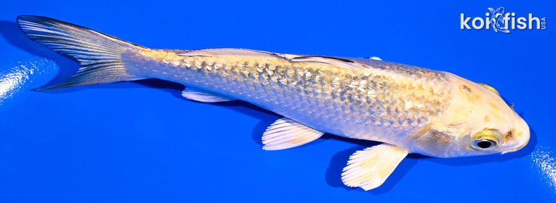 4.75" KI MATSUBA