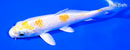5.75" LEMON HARIWAKE