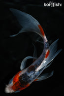 5.75" GOSHIKI BUTTERFLY