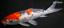 9.25" KUCHIBENI GOSHIKI