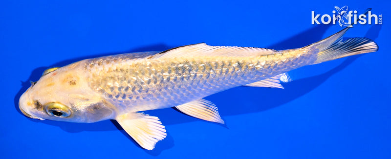 4.75" KI MATSUBA