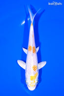 5.75" LEMON HARIWAKE