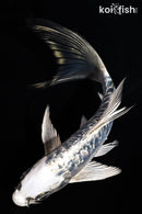 6" GINRIN ARAGOKE KIKOKURYU BUTTERFLY