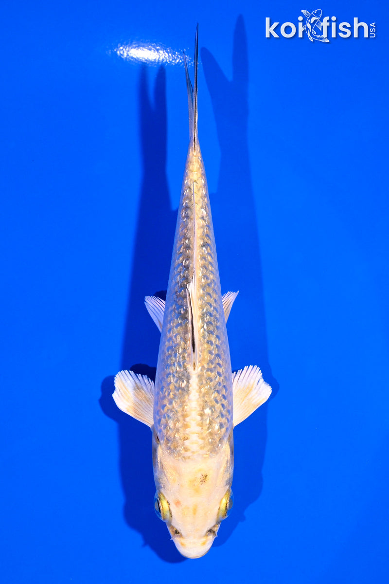 4.75" KI MATSUBA