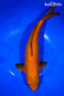 13" CHAGOI