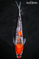9.25" KUCHIBENI GOSHIKI