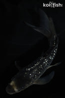 5.5" GINRIN OCHIBA SHIGURE BUTTERFLY