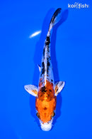 5.75" HEISEI NISHIKI