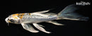 6.25" GINRIN KUJAKU BUTTERFLY
