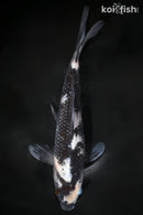 9.75" SHIRO UTSURI