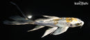 6.25" GINRIN KUJAKU BUTTERFLY