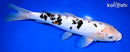 13" DOITSU SHIRO BEKKO