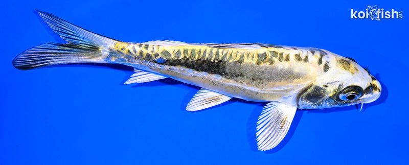 Yellow Koi Fish for Sale | Koi Fish USA – Page 9