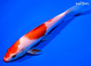 6.25" KOHAKU