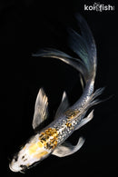 6.25" GINRIN KUJAKU BUTTERFLY