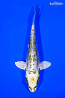 6" KIN KIKOKURYU
