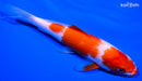 6.25" KOHAKU