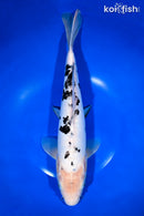13" DOITSU SHIRO BEKKO