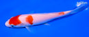 6" SANDAN KOHAKU