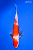 6.25" KOHAKU