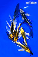 PACK OF (5) 4-5" BUTTERFLY KOI