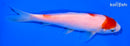 6" SANDAN KOHAKU