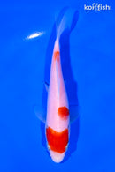 6" SANDAN KOHAKU