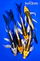 PACK OF (5) 4-5" BUTTERFLY KOI