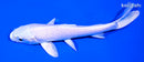 5.5" PLATINUM OGON