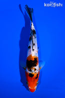 6.75" SANKE