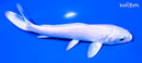 5.5" PLATINUM OGON