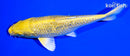 6.5" GINRIN YAMABUKI OGON