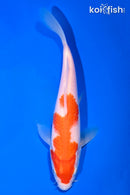 8" KOHAKU