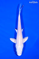 5.5" PLATINUM OGON