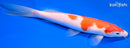 8" KOHAKU