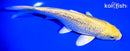 6.5" GINRIN YAMABUKI OGON