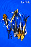 PACK OF (5) 4-5" BUTTERFLY KOI