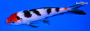 5.75" SANKE
