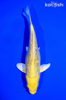 6.5" GINRIN YAMABUKI OGON