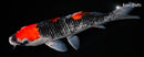 10.5" GOSHIKI