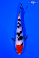 5.75" SANKE