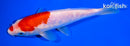 6.75" GINRIN KOAHKU